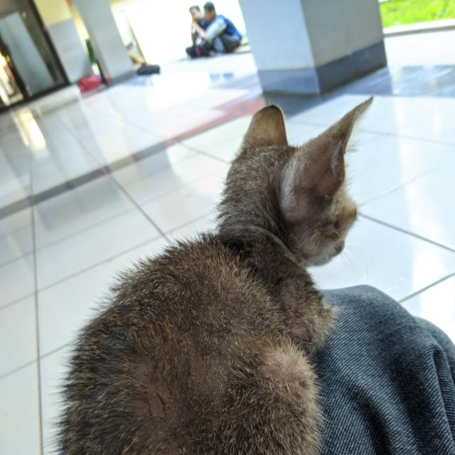 coding dev illustration